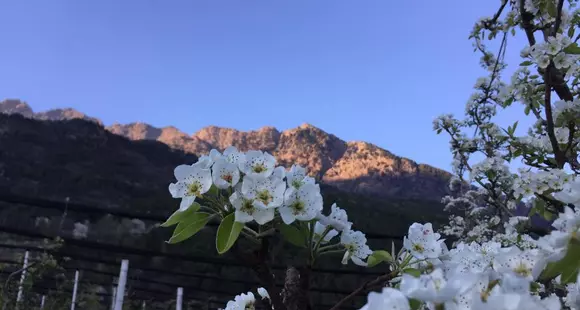 Apfelblüte im Meraner Land: Der Algunder Apfellehrpfad